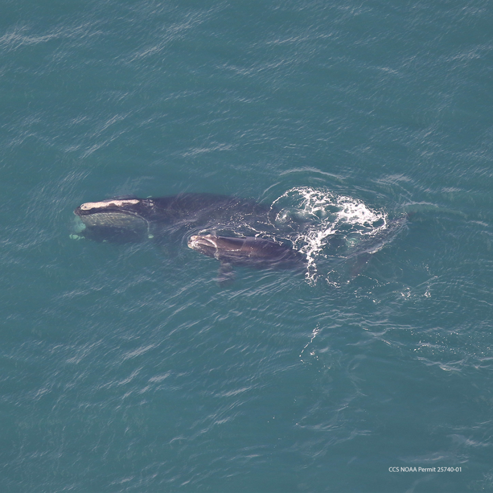 On March 18, the Center for Coastal Studies' right whale aerial survey team spotted the first North Atlantic right whale mother/calf pair in Cape Cod Bay of the year. The mother is known to scientists as Porcia (#3293 in the North Atlantic Right Whale catalog).