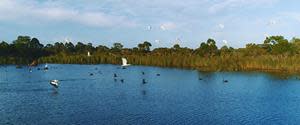 Waterbirds at BHP’s closed and rehabilitated Beenup Mineral Sands site in southern Western Australia.