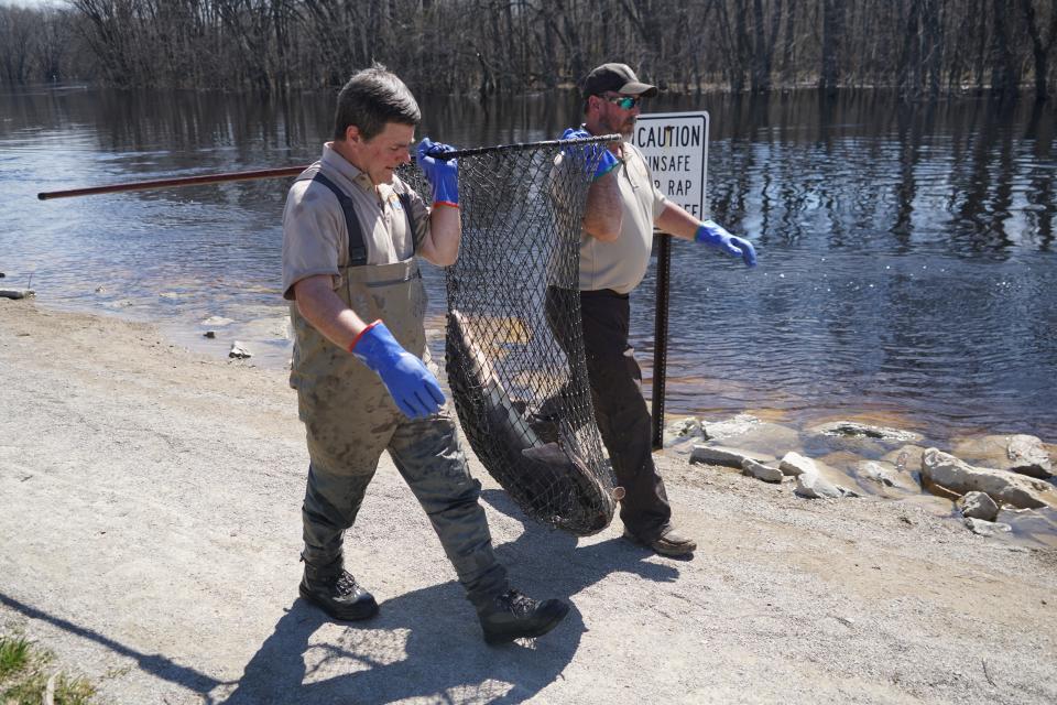 Fisheries workers carry a lake sturgeon in a net to a field processing site along the Wolf River in Shiocton.