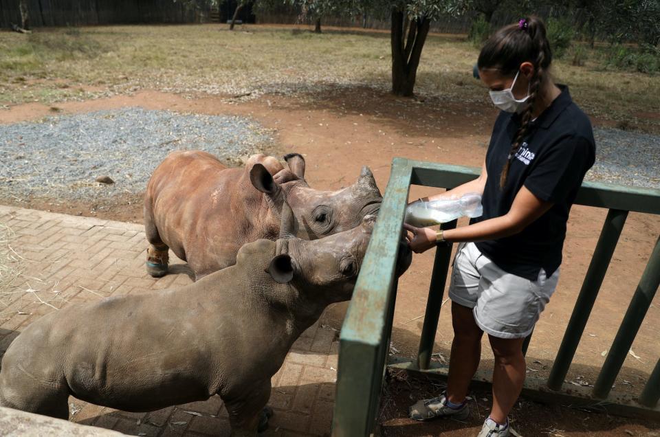 poaching rhino coronavirus