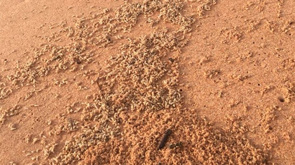 Millions of tiny maggots washed up at Newport Beach on Sunday. Source: Facebook/Jane Gardner