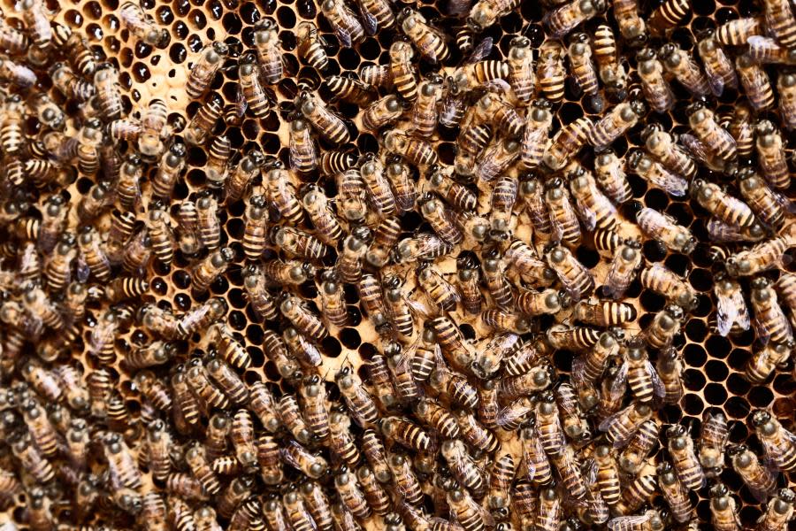 ¡La naturaleza se revela! Cientos de abejas atacan a dos hombres en California