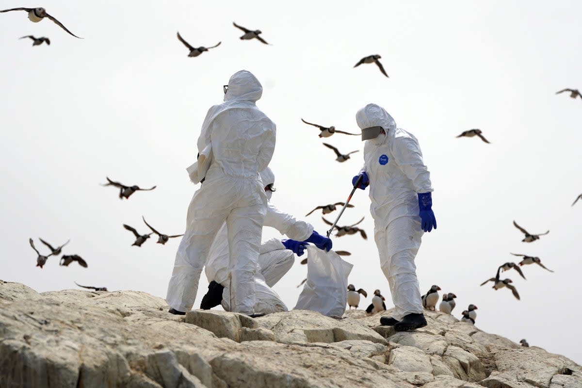 Bird flu requires prompt and expert help if you recognise any symptoms of the disease  (Owen Humphreys / PA Archive)