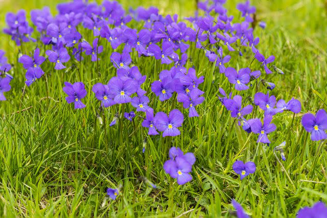 <p>Jean-Paul Chatagnon / Getty Images</p> Wild violets provide color in the septic drainfield and won't cause harm.
