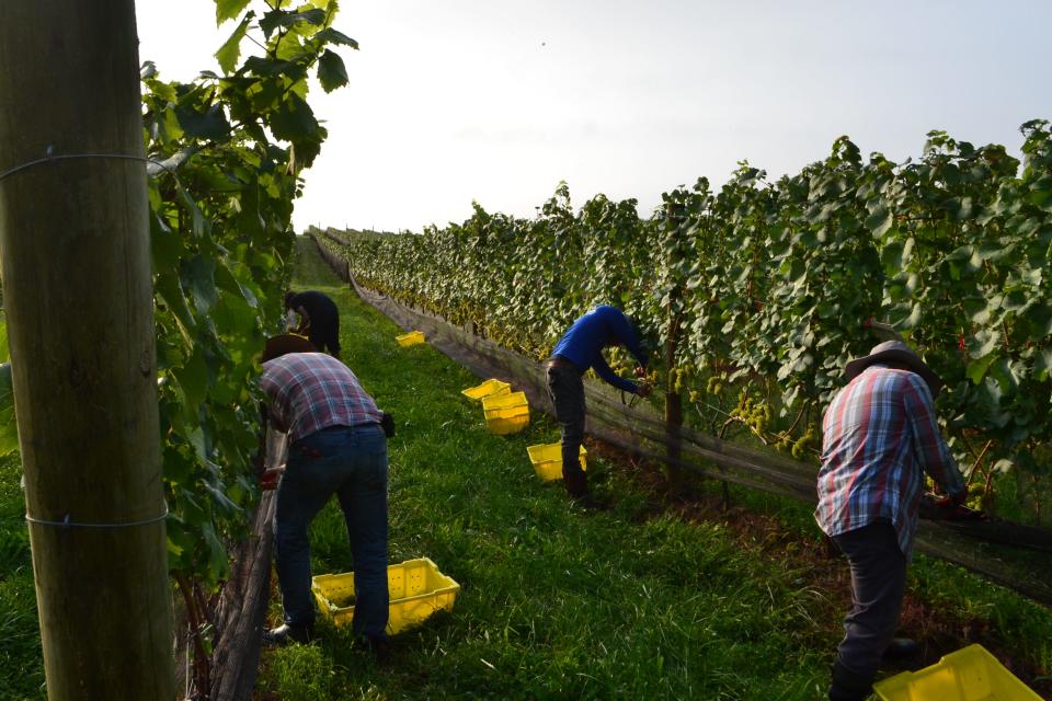 All fruit at Meadowbrook Winery is picked by hand.