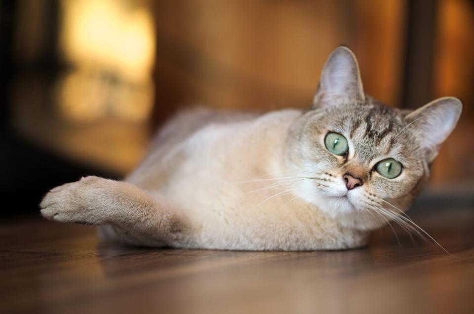 Burmilla Cat laying on the floor