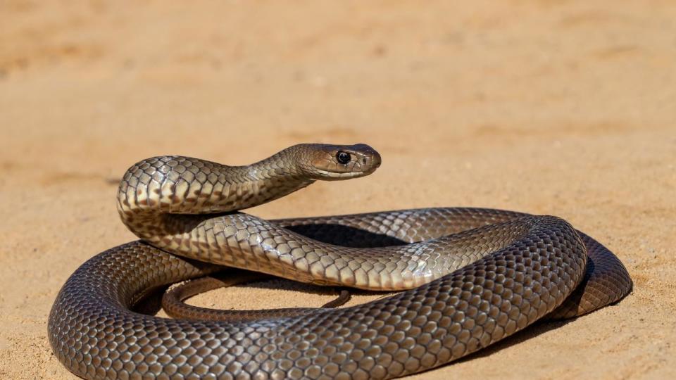 The snake was “likely” a brown snake. Picture: Ken Griffiths/supplied