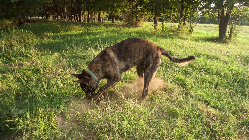 Dutch shepherd dog