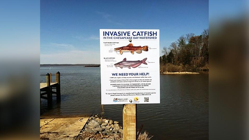 <div>Catch and release of blue catfish, flathead catfish, and northern snakehead is discouraged as they are harmful to native species. Maryland Department of Natural Resources photo.</div>