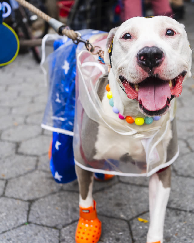 dog dressed as wonder woman