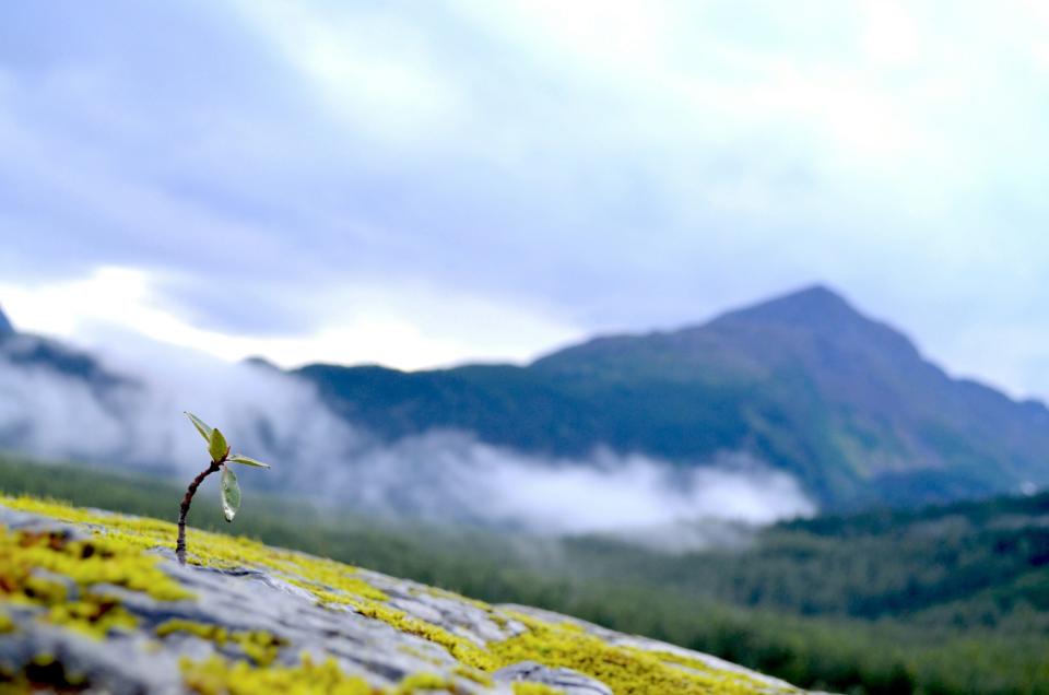 Great photos are a big reason to visit Alaska during June. 
pictured: a small plant on top of a mountain in Alaska