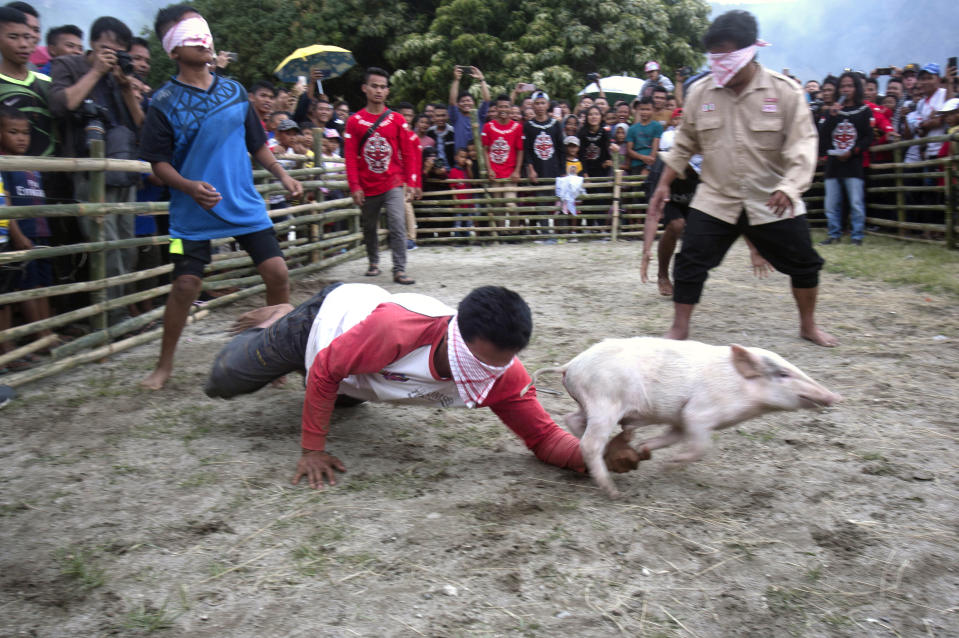 In this Saturday, Oct. 26, 2019 photo, blindfolded men participate in a pig catching competition during Toba Pig and Pork Festival, in Muara, North Sumatra, Indonesia. Christian residents in Muslim-majority Indonesia's remote Lake Toba region have launched a new festival celebrating pigs that they say is a response to efforts to promote halal tourism in the area. The festival features competitions in barbecuing, pig calling and pig catching as well as live music and other entertainment that organizers say are parts of the culture of the community that lives in the area. (AP Photo/Binsar Bakkara)