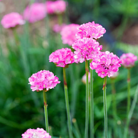 Common thrift