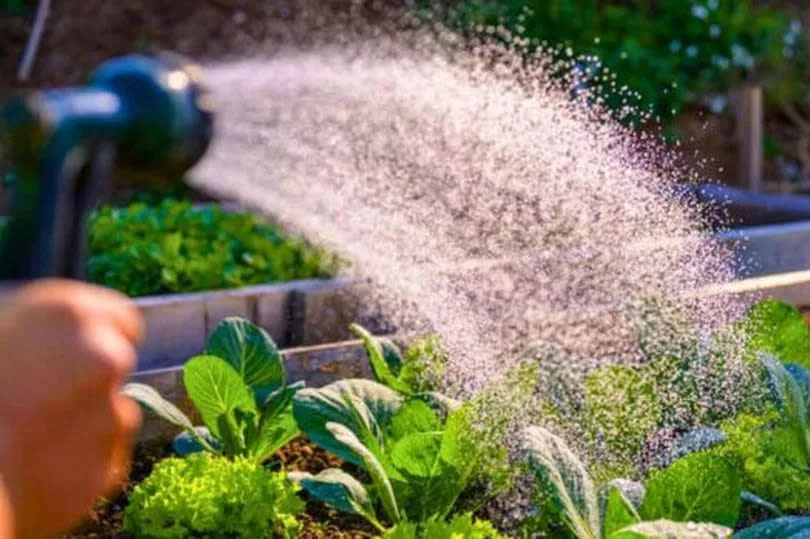 Picture of someone watering their garden in the morning