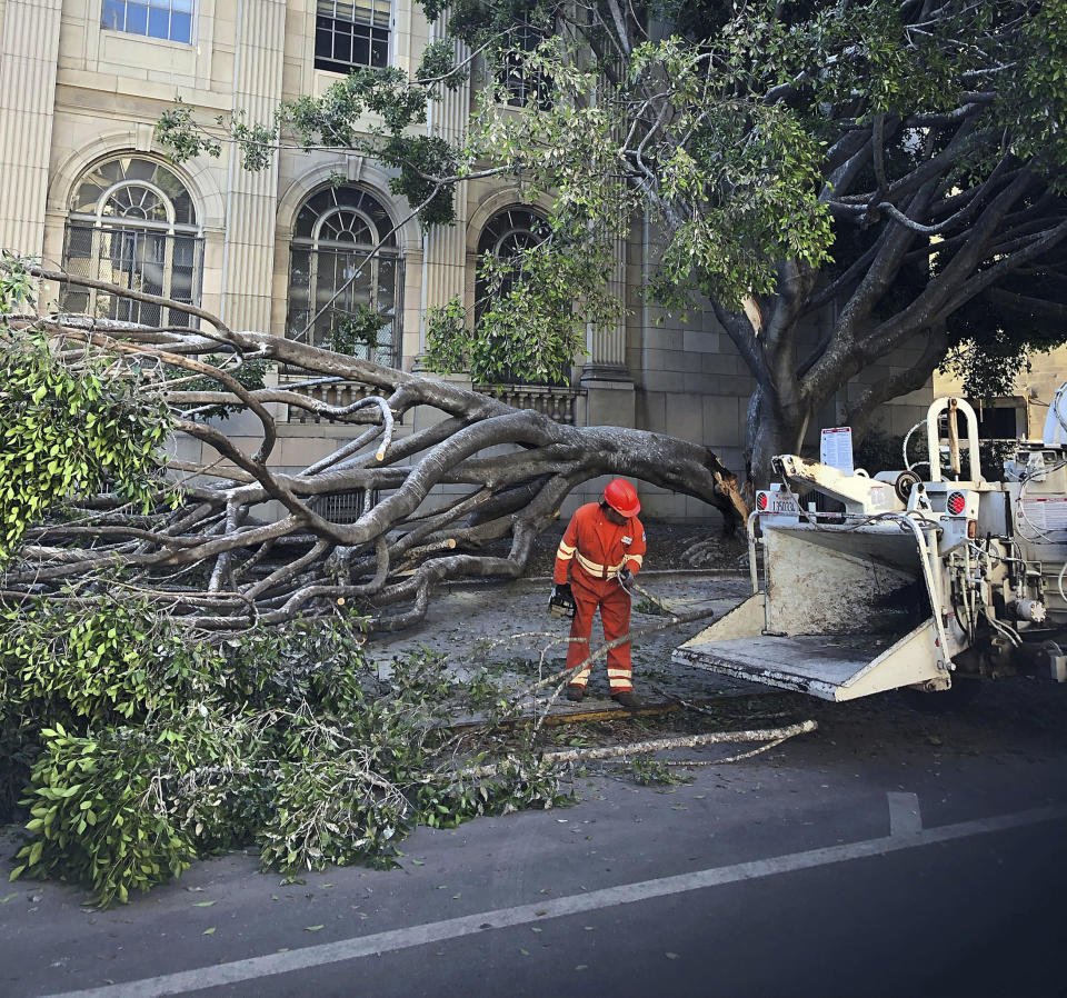 This Wednesday, July 10, 2019 photo provided by International Bird Rescue shows a large ficus tree after it split in Oakland, Calif., hurling over a dozen baby herons and egrets from their nests to the pavement. International Bird Rescue took the birds to the group's rescue center in Fairfield, Calif. Some are only days old. (International Bird Rescue via AP)