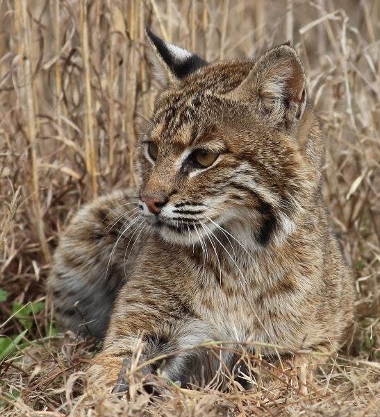 Bobcats are a native wildlife and feed on many creatures from insects to birds and even deer.