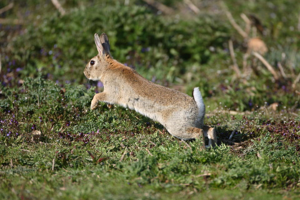 Cottontail 