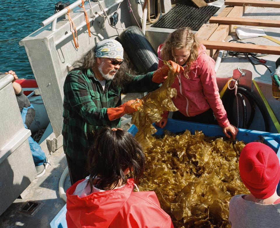 Dune Lankard and his crew inspect freshly harvested sugar kelp aboard the Noctaluka.