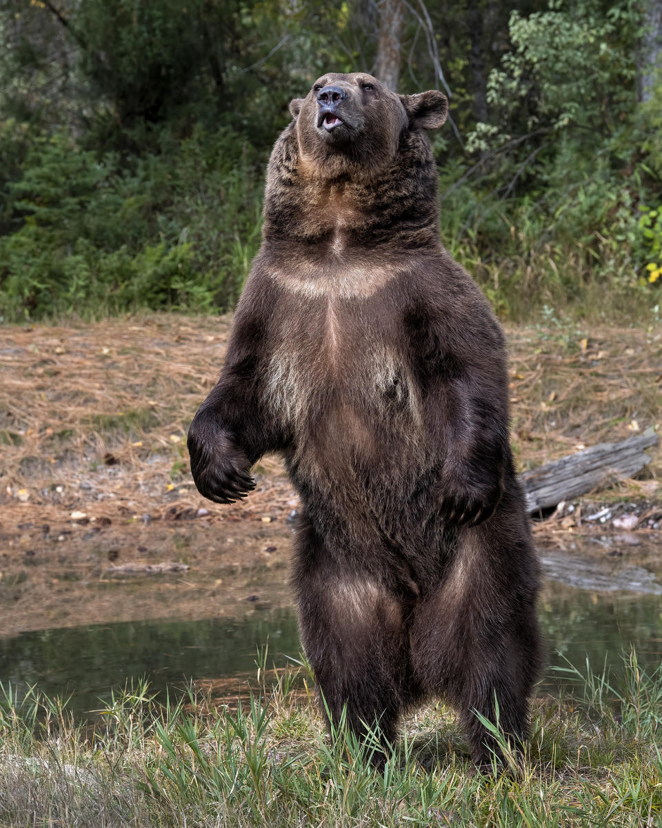 Bruno the bear as photographed at Triple D.