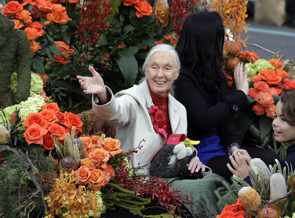 Jane Goodall, of England, famed for her work with chimpanzees in Africa and for her efforts on behalf of endangered species everywhere, is seen in the 124th Rose Parade in Pasadena, Calif., Tuesday, Jan. 1, 2013. (AP Photo/Reed Saxon)