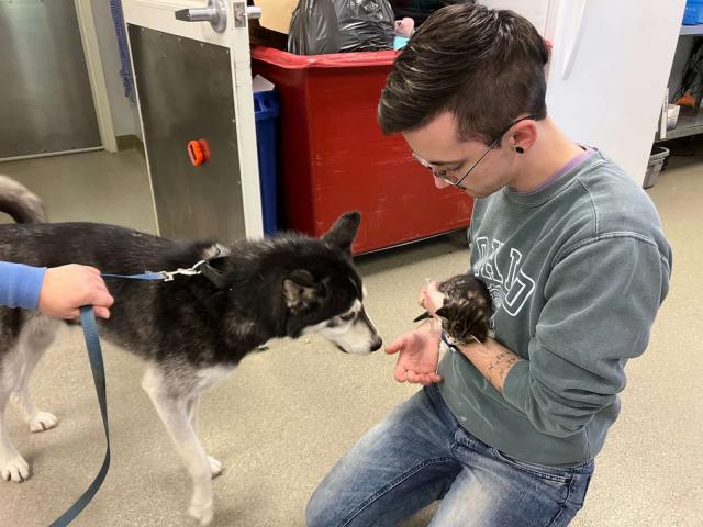 Hero husky saves kitty with blood transfusion at Nebraska Humane