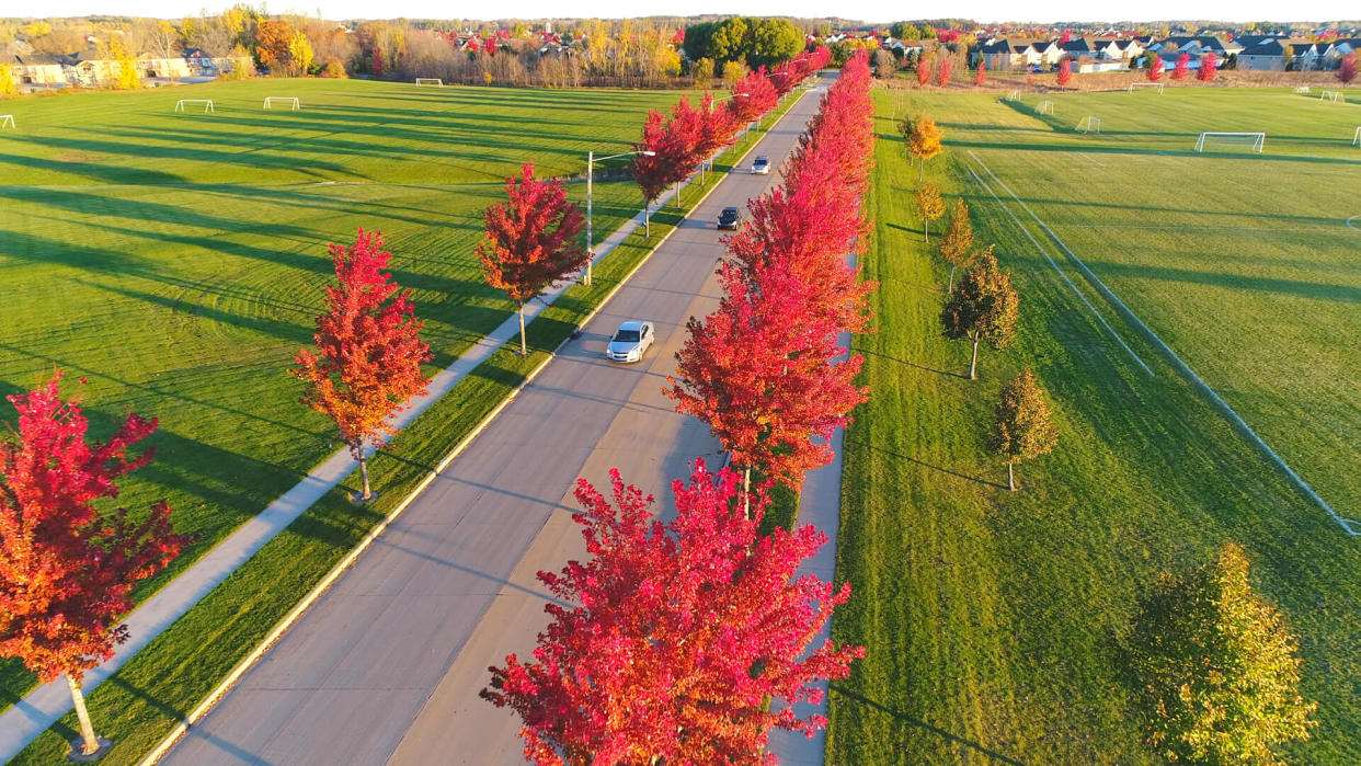 City street lined with amazing Red Maple trees, glowing in the light of Autumn sunrise.