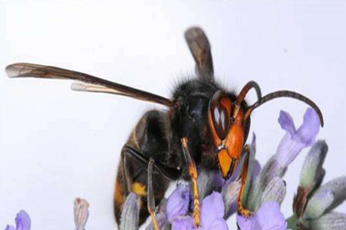 People should report sightings of the hornets <i>(Image: PA/Jean Haxaire/Wildlife and Countryside Link)</i>