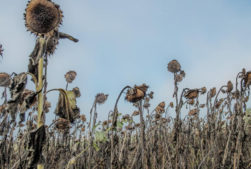 <a href="https://www.shutterstock.com/es/image-photo/faded-sunflower-field-1866748270" rel="nofollow noopener" target="_blank" data-ylk="slk:Shutterstock / Monika Traut-Bonato;elm:context_link;itc:0;sec:content-canvas" class="link ">Shutterstock / Monika Traut-Bonato</a>