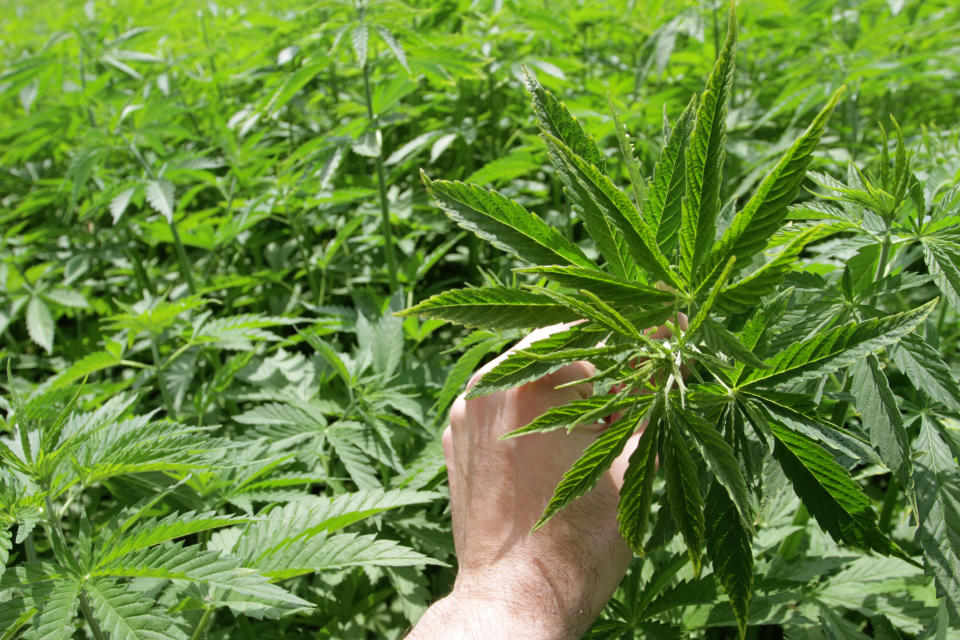 A person holding a cannabis leaf in the middle of a grow farm.