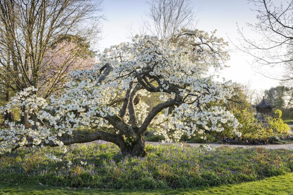 RHS Garden Wisley - Prunus 'Shirotae' underplanted with Muscari armeniacum in Seven Acres: Jason Ingram