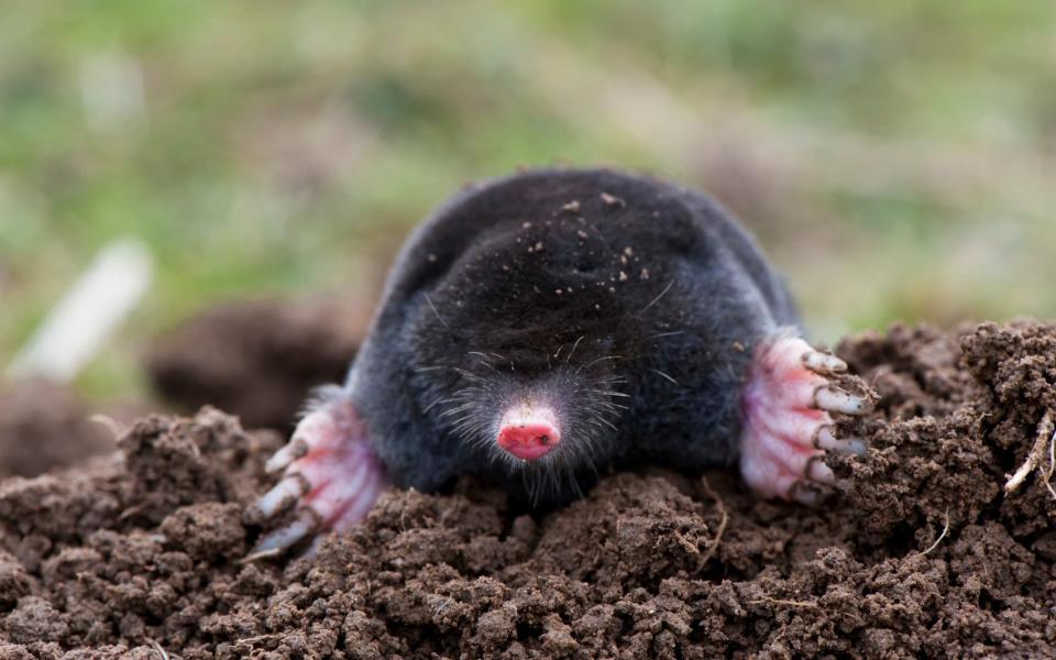 The man's ire was provoked by the presence of moles in his garden - Wayne Hutchinson / Design Pics/Getty