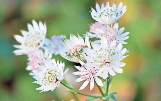 best colour scheme garden peaceful oasis white plants flowers uk 2021 expert tips - Alamy 