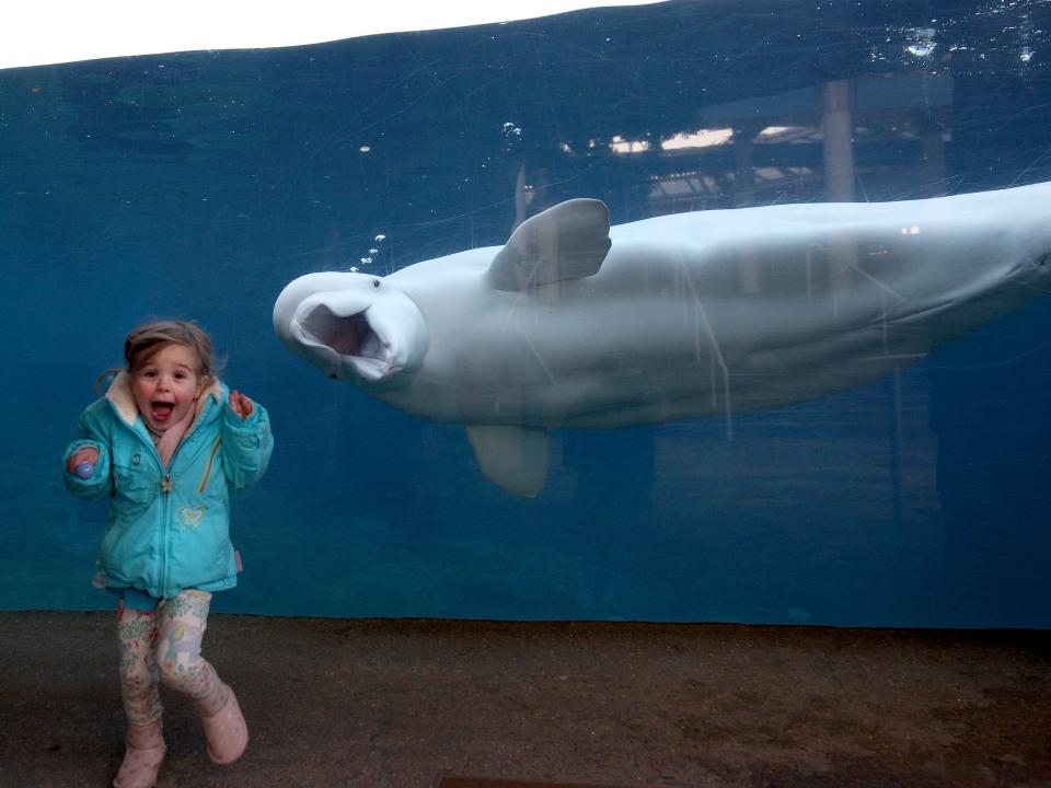 beluga whale