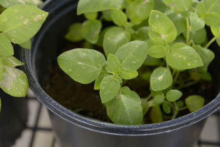 A Calyxt potato plant grows in greenhouse in New Brighton, Minnesota, U.S., November 2016. Courtesy Calyxt/Handout via REUTERS