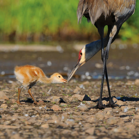 野鳥世界少見有這樣「細膩」的親子互動，大鶴做起來尤其「感人」（張伯權攝影）