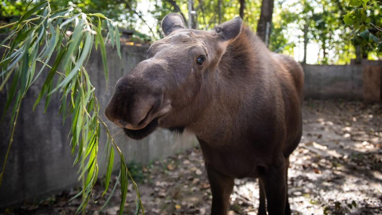 Orphaned Moose Calf Welcomed Into Her New Home at the Columbus Zoo and Aquarium
