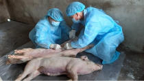 In this June 16, 2019, photo, animal health workers take samples from dead pigs in Duc Hoa district, Long An province, Vietnam. Asian nations are scrambling to contain the spread of the highly contagious African swine fever with Vietnam culling 2.5 million pigs and China reporting more than a million dead in an unprecedentedly huge epidemic governments fear have gone out of control. (Tran Thanh Binh/Vietnam News Agency via AP)