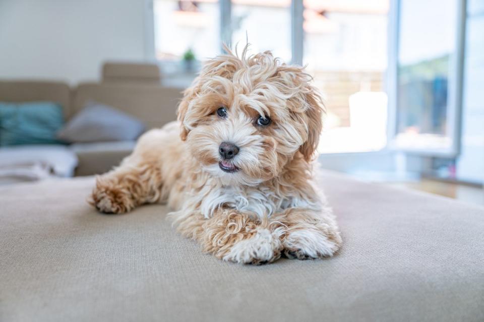 small fluffy dog breeds maltipoo