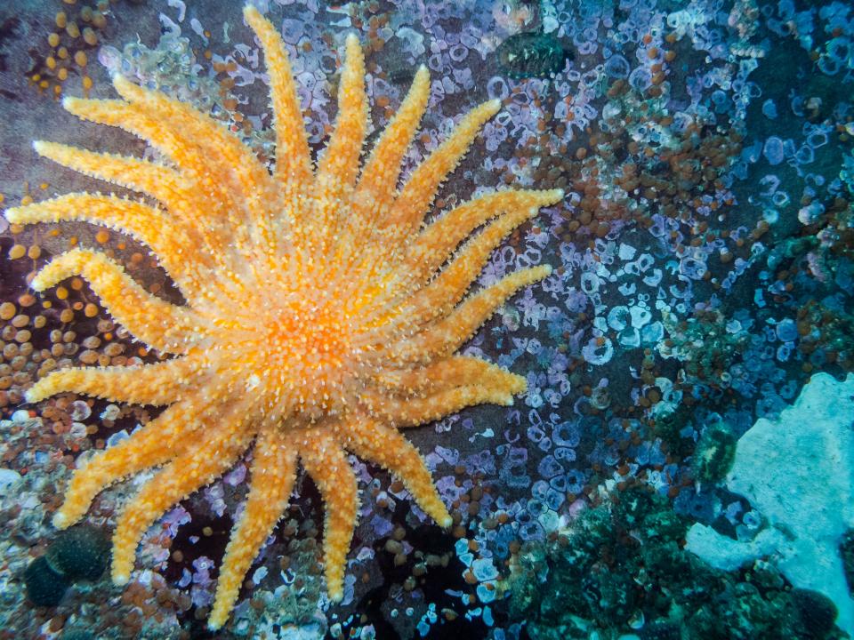 A sunflower star, British Columbia's largest starfish, photographed while diving around the southern Gulf Islands.