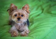 <p>Yorkshire Terriers, or Yorkies for short, are <a href="https://www.akc.org/dog-breeds/yorkshire-terrier/" rel="nofollow noopener" target="_blank" data-ylk="slk:one of the smallest dog breeds;elm:context_link;itc:0;sec:content-canvas" class="link ">one of the smallest dog breeds</a>, weighing in at about 7 pounds and standing 7 to 8 inches high. Their silky coats do need daily grooming, but they're affectionate, good with kids, and eager to please. </p>