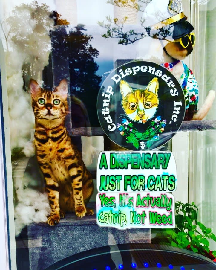 White says a team of 'tester cats' are given new strains out to try by their owners and they report back to the dispensary on overall behaviour and feedback to help grow the variety of catnip strains at the shop.