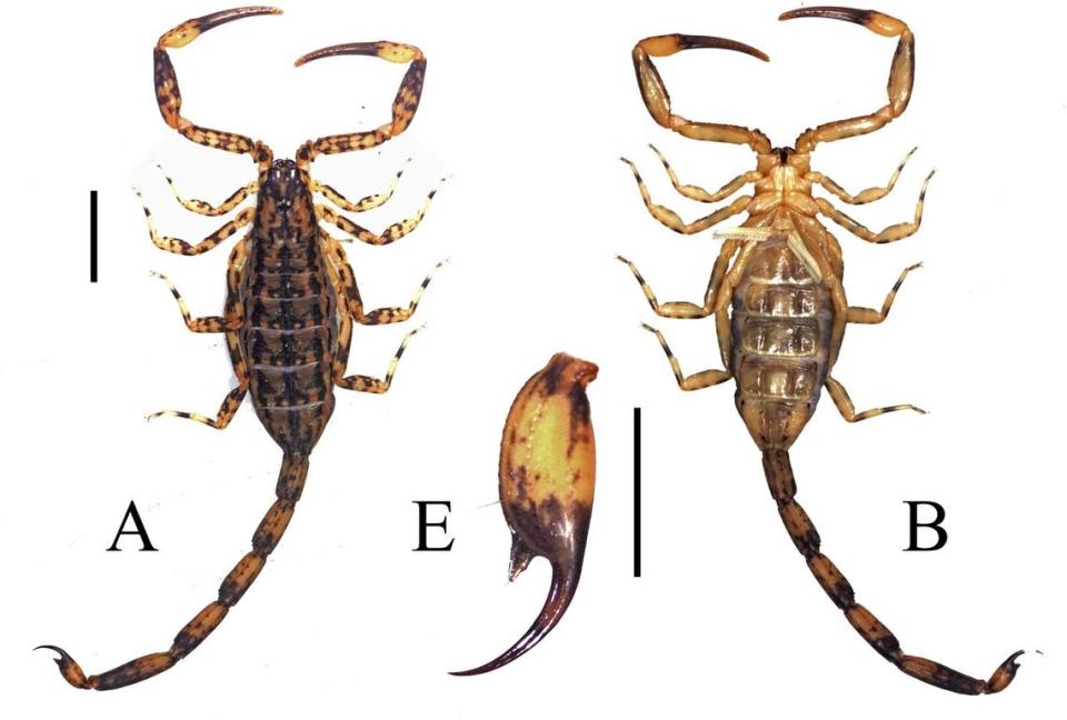 The scorpions have a “sharp” stinger, according to experts.