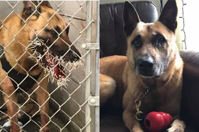 Police dog recovering after being spiked by 200 porcupine quills
