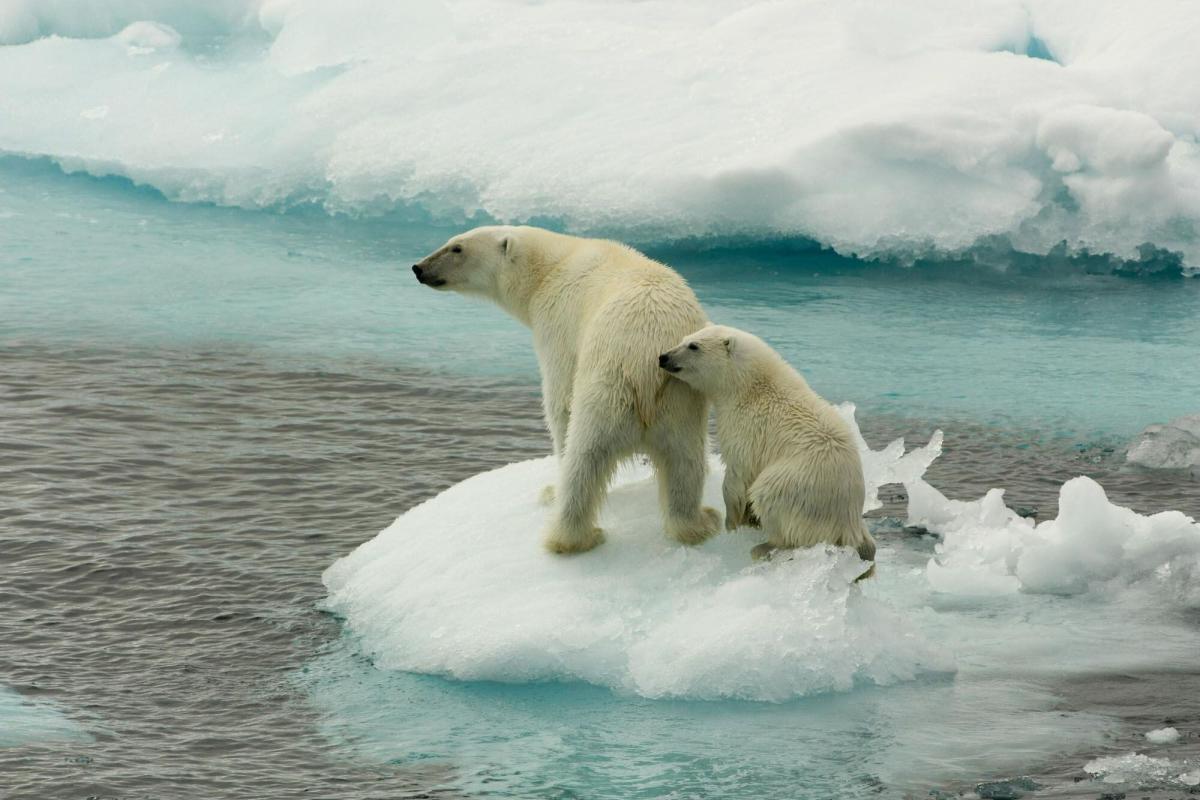 Los osos polares están en peligro debido al cambio climático