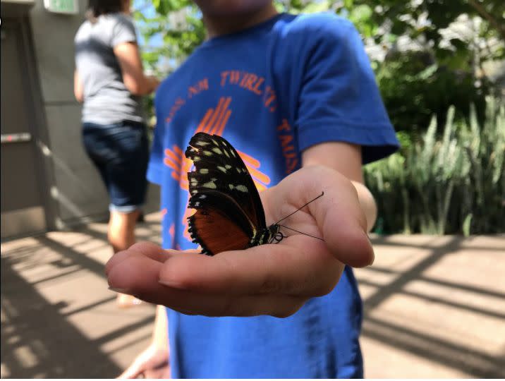 Butterfly Biosphere