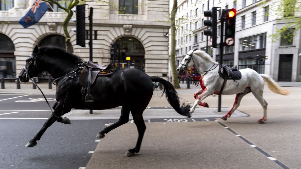 One of the horses was photographed covered in blood, though the circumstances behind this are not yet clear. - Jordan Pettitt/PA