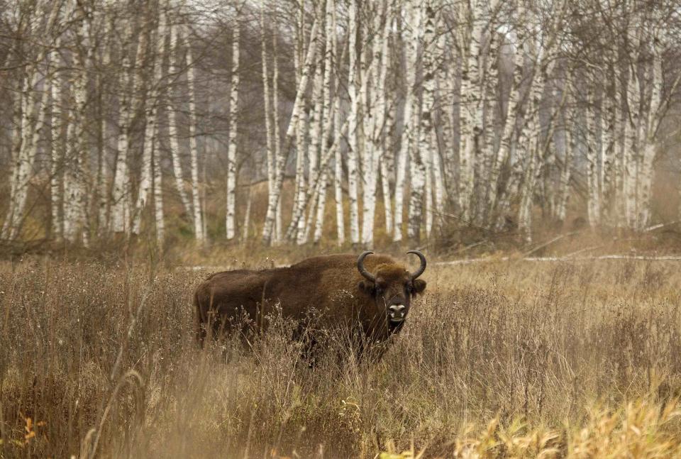 A bison is seen in a forest in the Nalibokskaya Pushcha Reserve, near the village of Rum