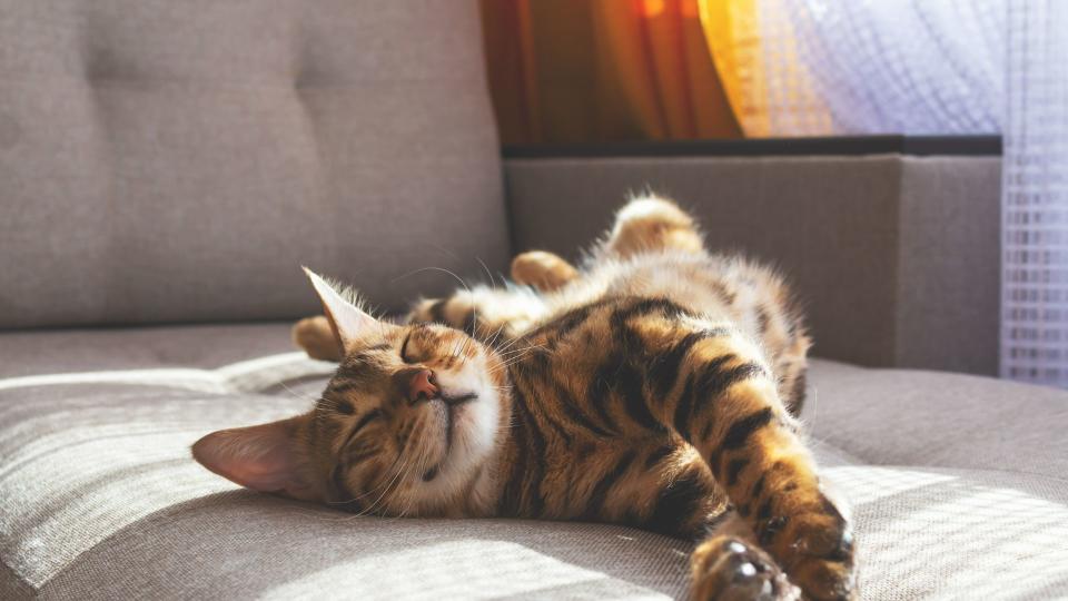 Cat relaxing on couch