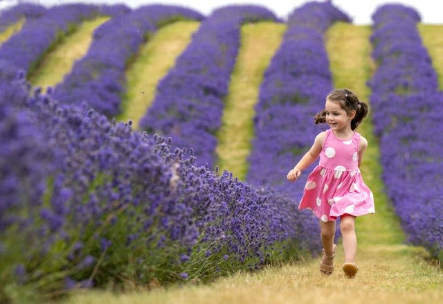 Scotland’s lavender in bloom