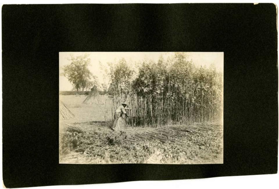 A worker cut hemp on a farm in Kentucky in 1905.